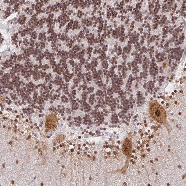 Anti-NDUFAB1 antibody produced in rabbit