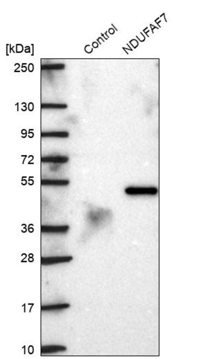 Anti-NDUFAF7 antibody produced in rabbit