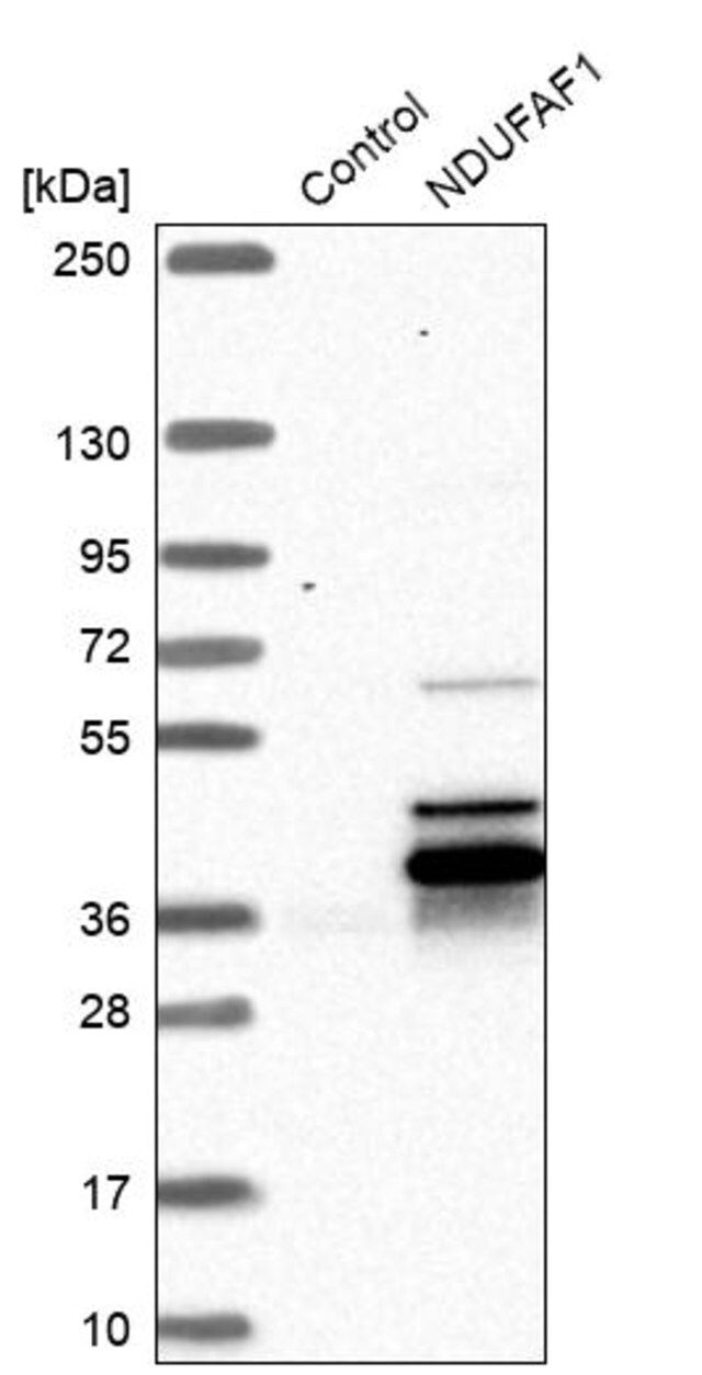 Anti-NDUFAF1 antibody produced in rabbit