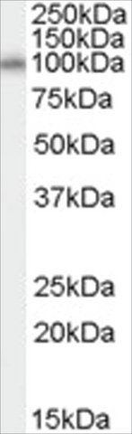 Anti-NEDD9 antibody produced in goat