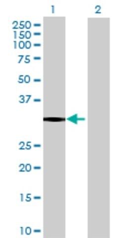 Anti-NECAP2 antibody produced in mouse