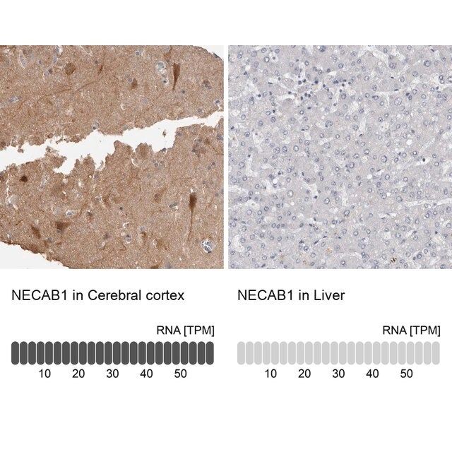 Anti-NECAB1 antibody produced in rabbit