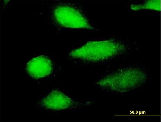 Anti-NECAB2, (C-terminal) antibody produced in mouse