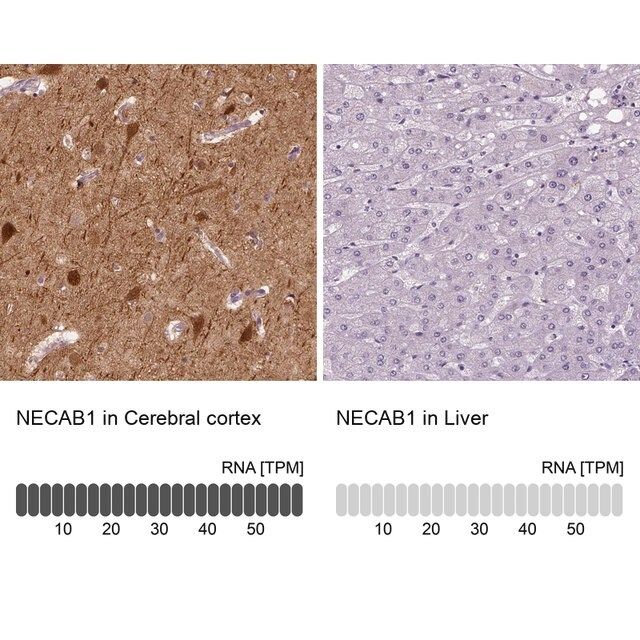 Anti-NECAB1 antibody produced in rabbit