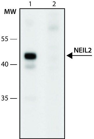 Anti-NEIL2 (276-289) antibody produced in rabbit