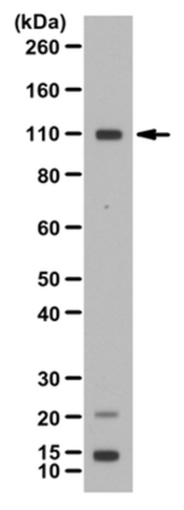 Anti-NEDD9 Antibody