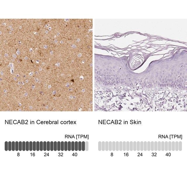 Anti-NECAB2 antibody produced in rabbit