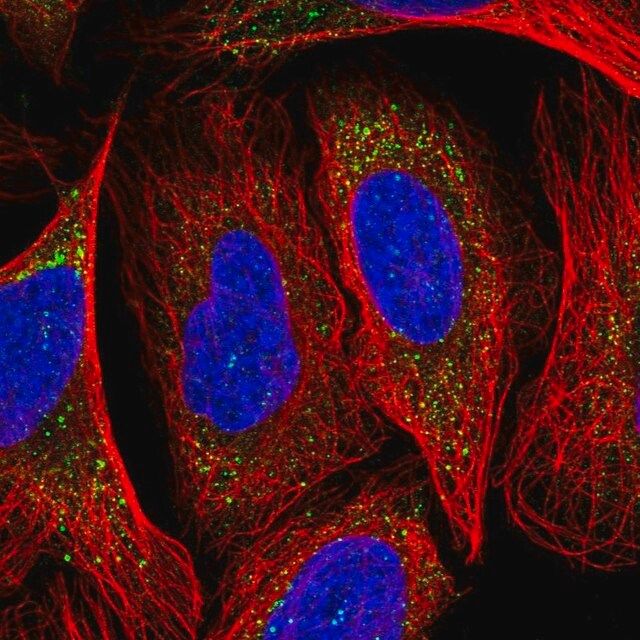 Anti-NECAP1 antibody produced in rabbit