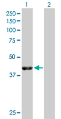 Anti-NECAB1 antibody produced in mouse