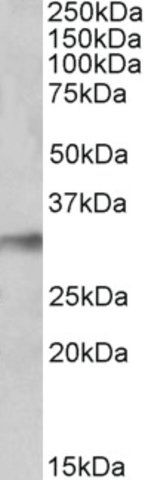 Anti-NEK7 (C-terminal) antibody produced in goat