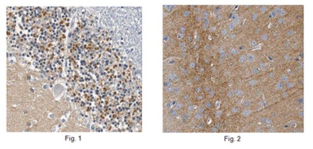 Anti-NEGR1, clone 4H2.1 Antibody