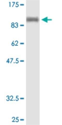 Anti-NELL1 antibody produced in mouse