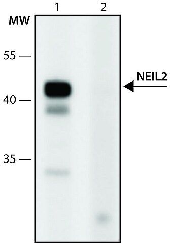 Anti-NEIL2 (106-120) antibody produced in rabbit