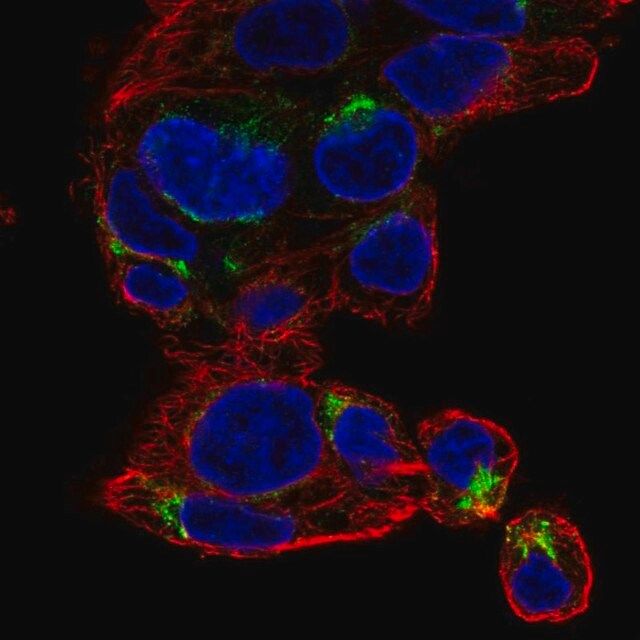 Anti-NECAB3 antibody produced in rabbit