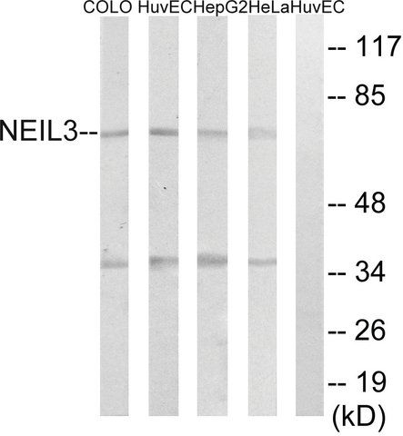 Anti-NEIL3 antibody produced in rabbit