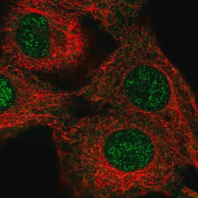 Anti-NEIL3 antibody produced in rabbit