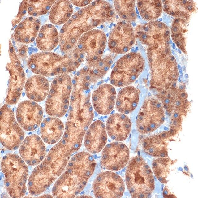 Anti-NEK6 antibody produced in rabbit