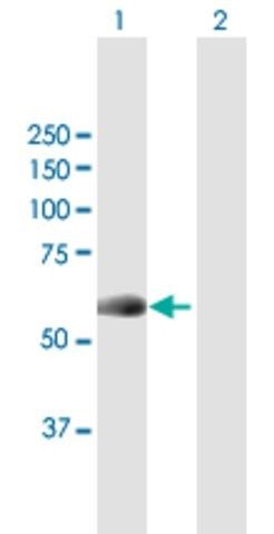 Anti-NEK10 antibody produced in mouse