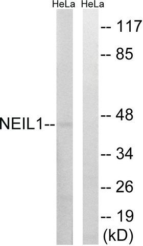 Anti-NEIL1, C-Terminal antibody produced in rabbit