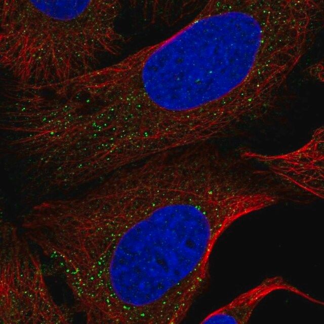 Anti-NEK4 antibody produced in rabbit