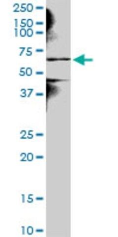 Anti-NEK3 antibody produced in mouse