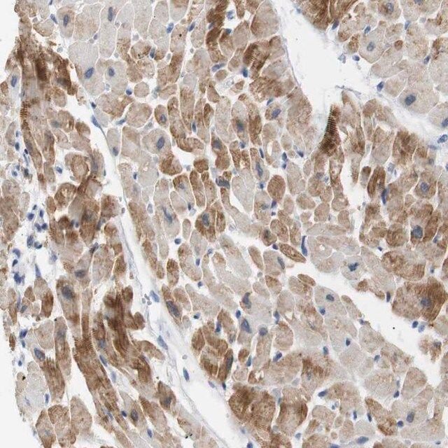 Anti-NEBL antibody produced in rabbit