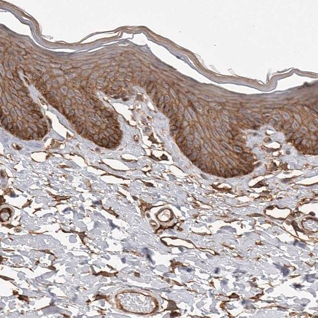 Anti-NECTIN1 antibody produced in rabbit