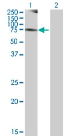 Anti-NEK8 antibody produced in mouse