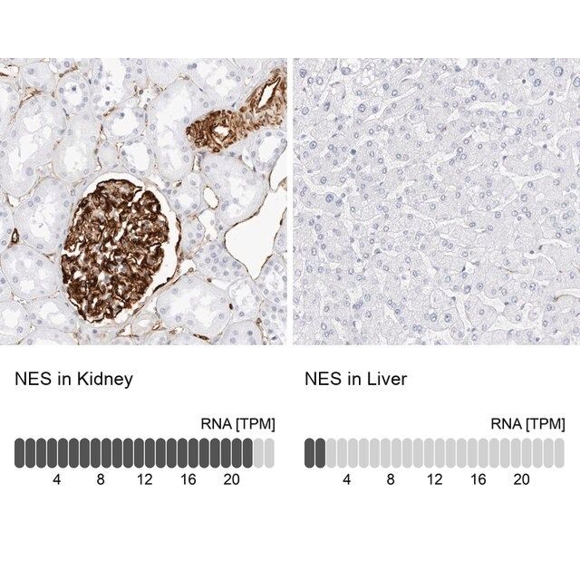 Anti-NES antibody produced in rabbit