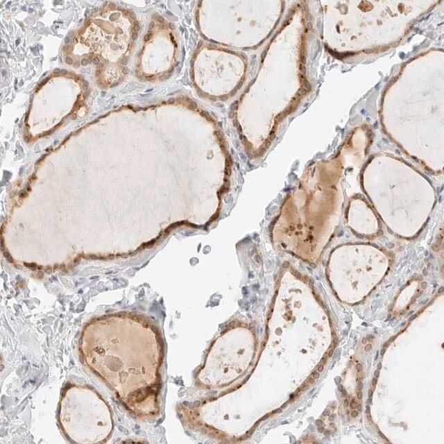 Anti-NEO1 antibody produced in rabbit