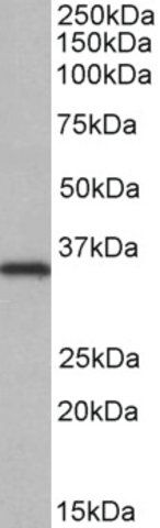 Anti-NEK7 antibody produced in goat