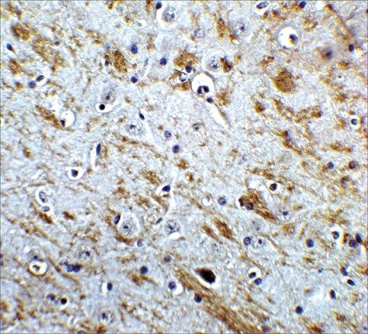 Anti-NELF antibody produced in rabbit