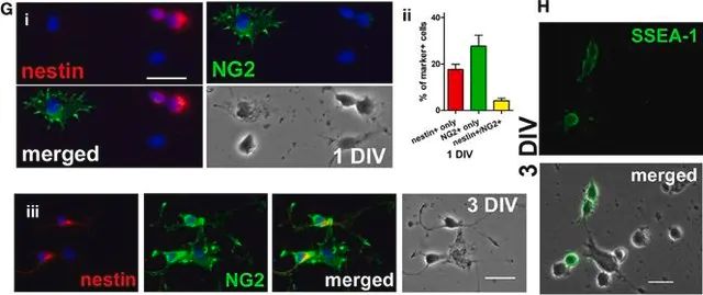 Anti-Nestin Antibody, clone rat-401