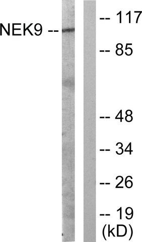 Anti-NEK9 antibody produced in rabbit