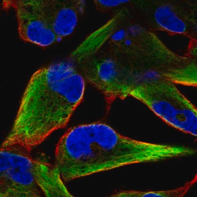 Anti-NES antibody produced in rabbit