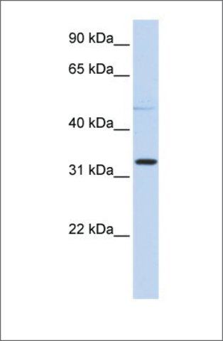 Anti-NEU4 antibody produced in rabbit