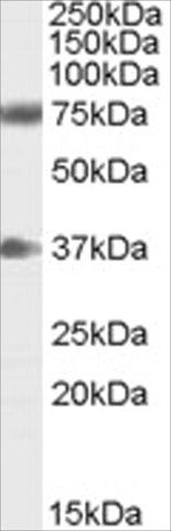 Anti-Neuregulin 3 antibody produced in goat