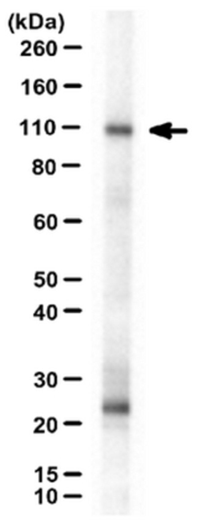 Anti-Neph1 Antibody, cytoplasmic domain