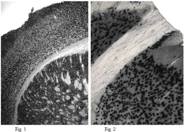 Anti-NeuN (rabbit) Antibody, Biotin Conjugate