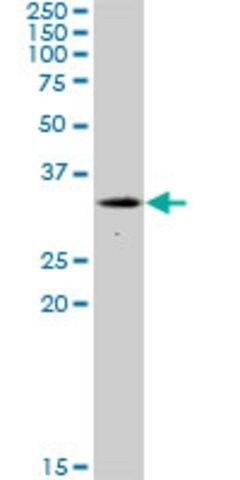 Anti-NEK7 antibody produced in mouse