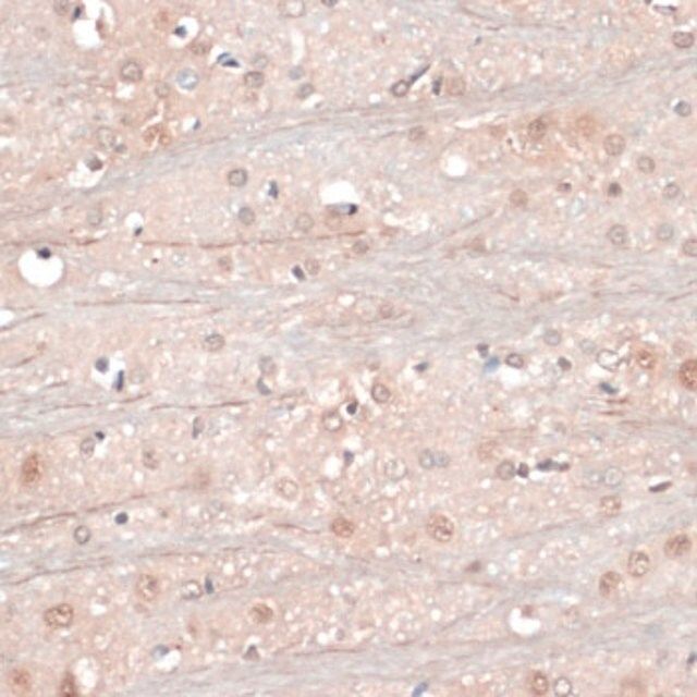 Anti-NeuN antibody produced in rabbit