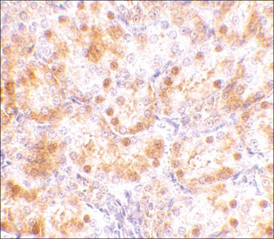 Anti-NENF antibody produced in rabbit