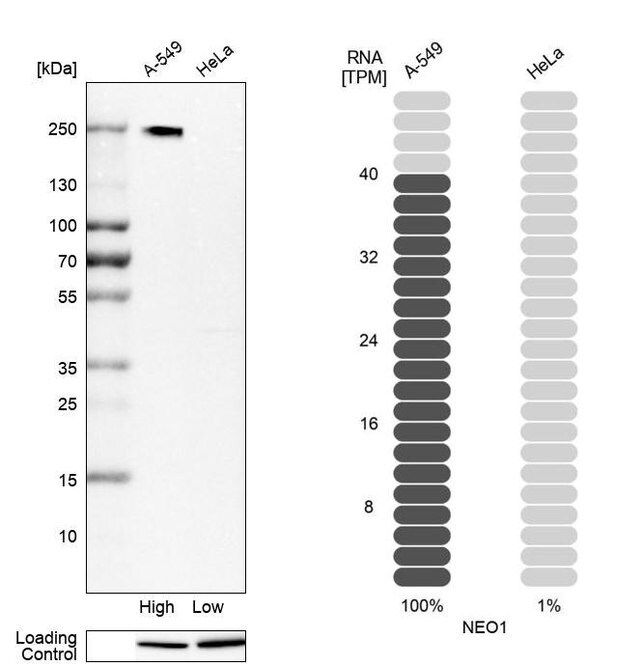 Anti-NEO1 antibody produced in rabbit