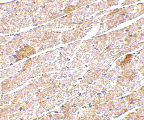 Anti-Neuritin antibody produced in rabbit