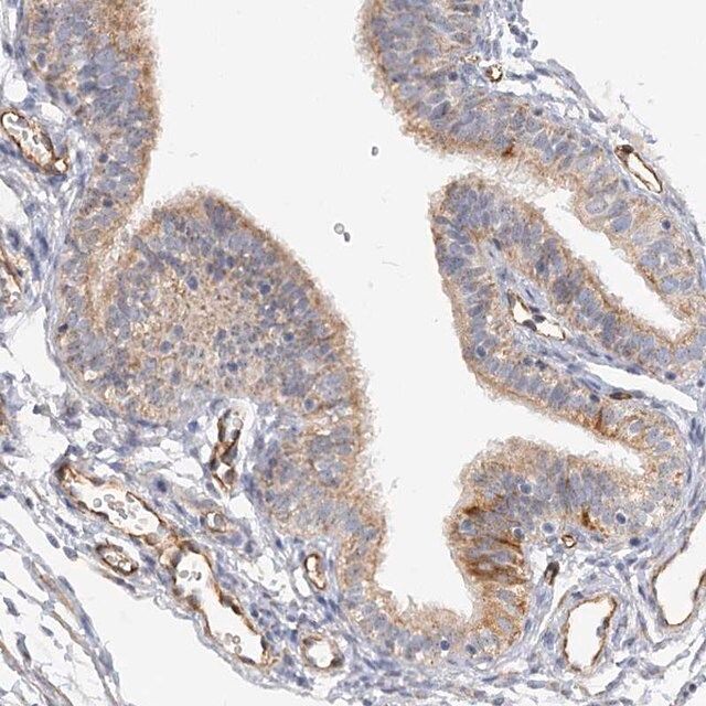 Anti-NELL2 antibody produced in rabbit