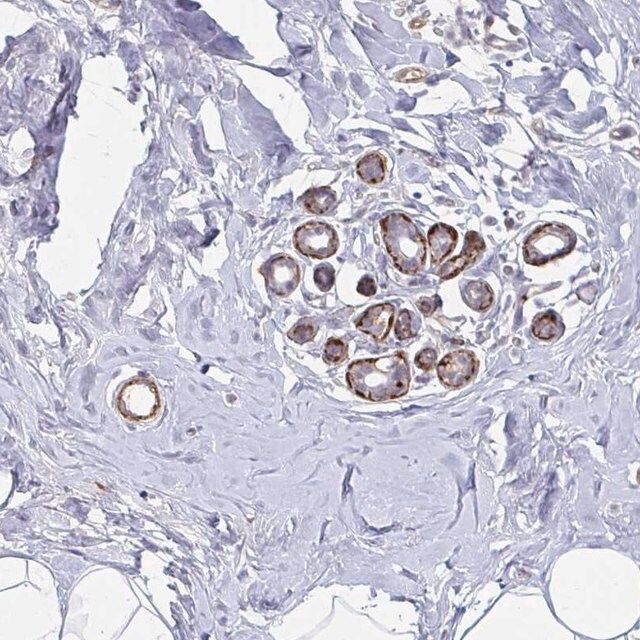 Anti-NEURL4 antibody produced in rabbit