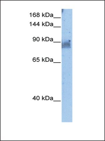 Anti-NELL2 antibody produced in rabbit