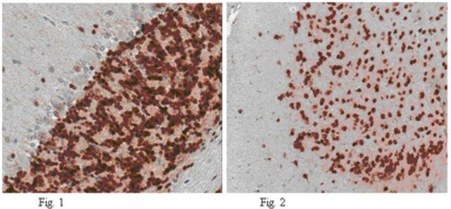 Anti-NeuN Antibody