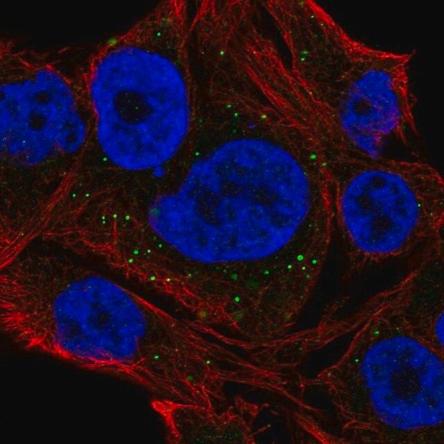 Anti-NEURL2 antibody produced in rabbit