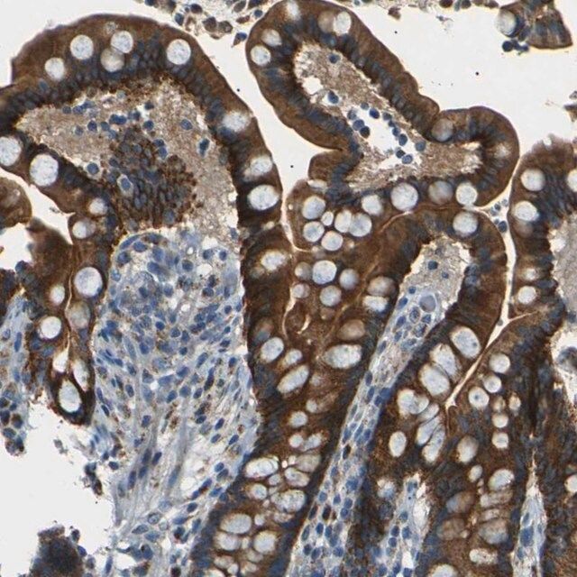 Anti-NETO2 antibody produced in rabbit